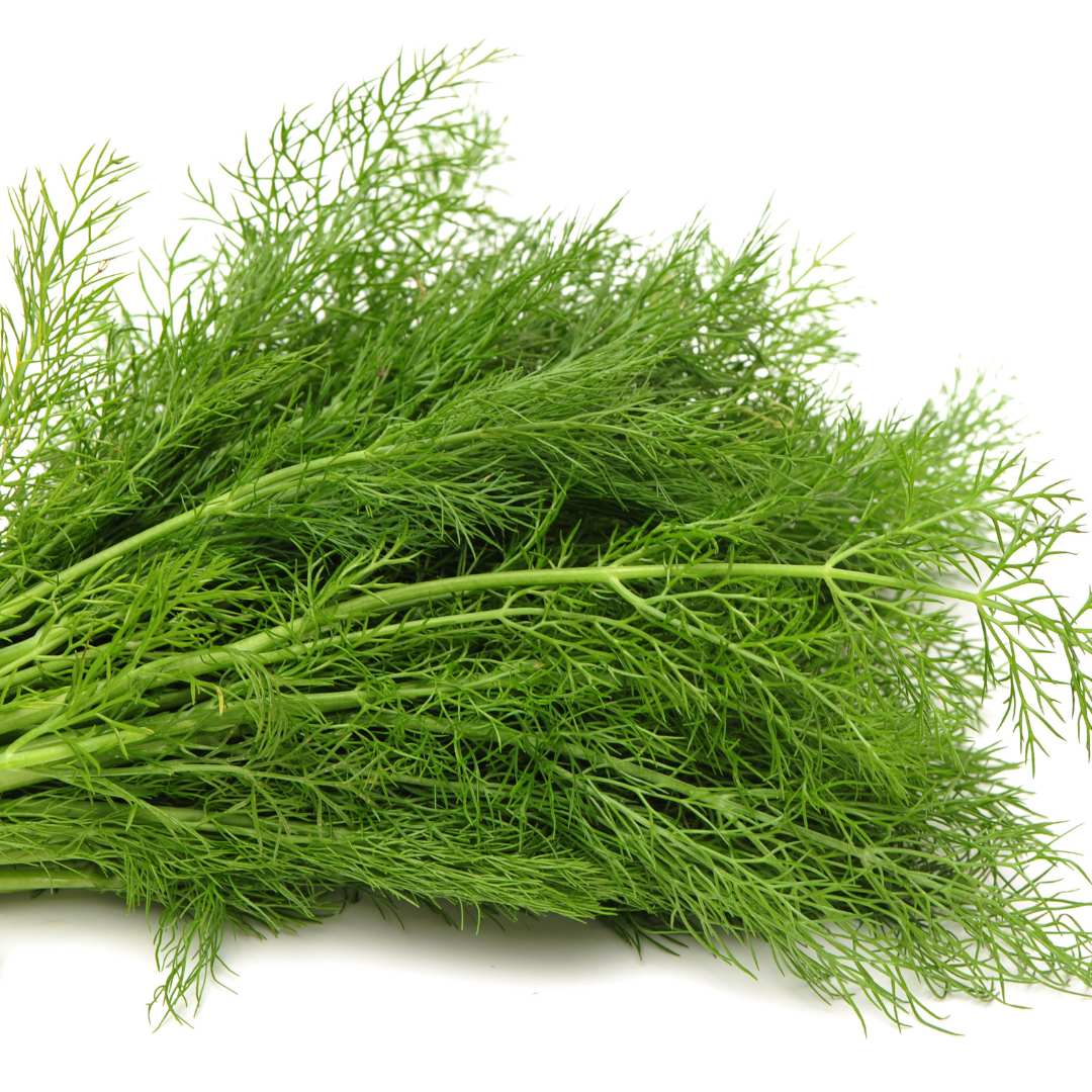 Kopr