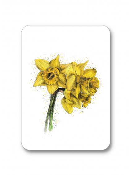 Pohlednice Narcis žlutý