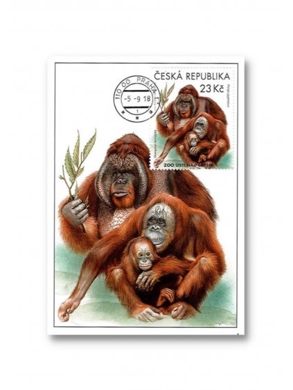 Pohlednice Cartes maximum ZOO Ústí n. Labem Orangutan bornejský