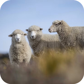 every-merino-hemp-prikryvka-vlna-1
