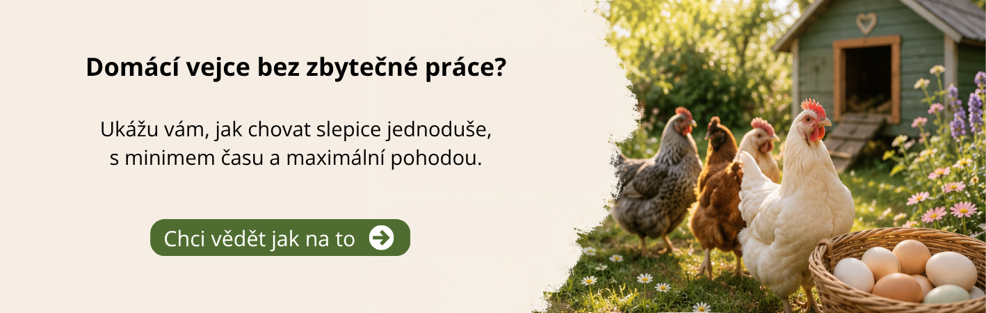 Slepice jednoduše