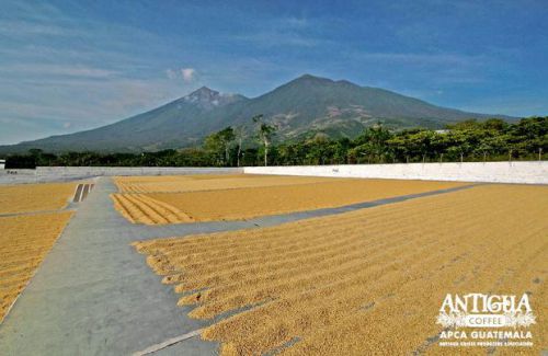 Ilustrace kávového zrna a plodu.