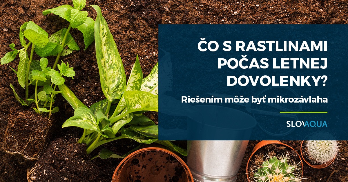Mi legyen a növényekkel a nyaralás alatt? Megoldás lehet a mikroöntözés