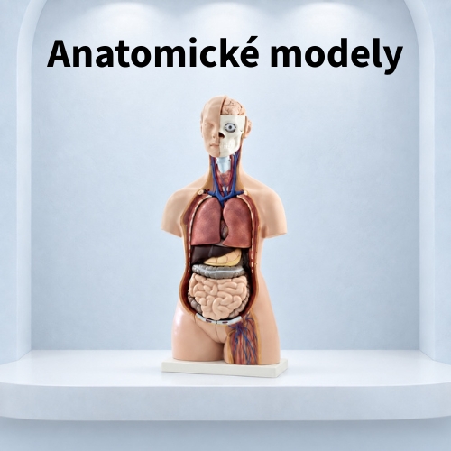 Anatomické modely