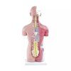 torso modell jpg