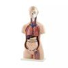 torso modell 40 teilig jpg