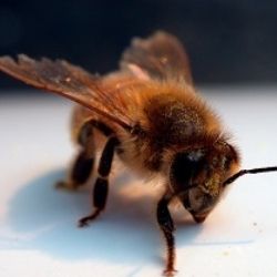 Aplikace včelího jedu - tradiční lidová metoda