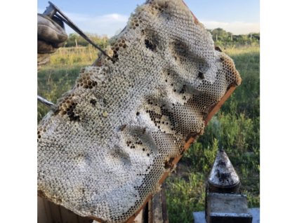 Medový plást v drevenom rámiku - agátový med - Medáreň