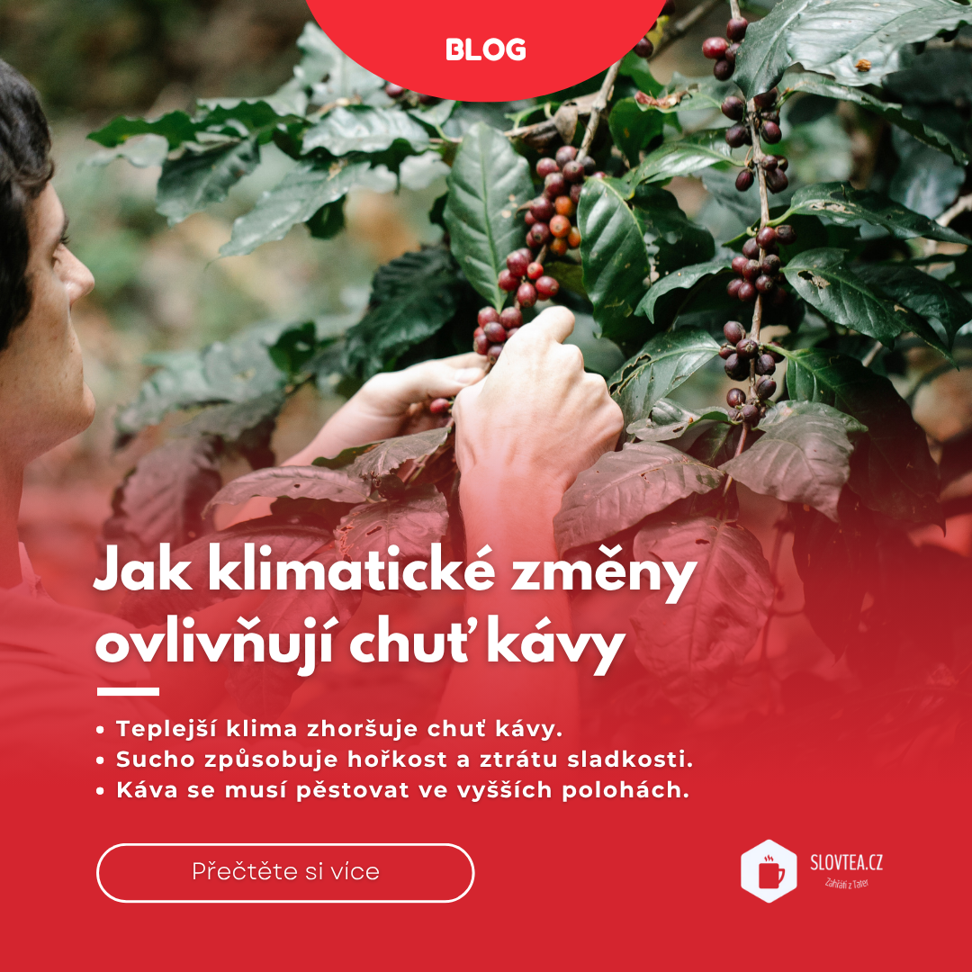 Jak klimatické změny ovlivňují chuť kávy