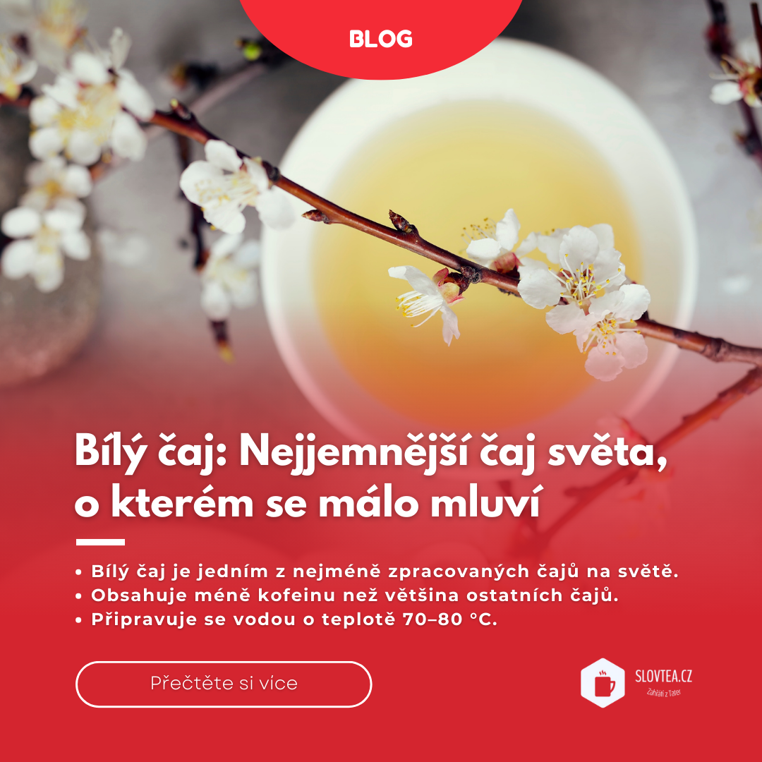 Bílý čaj: Nejjemnější čaj světa, o kterém se málo mluví
