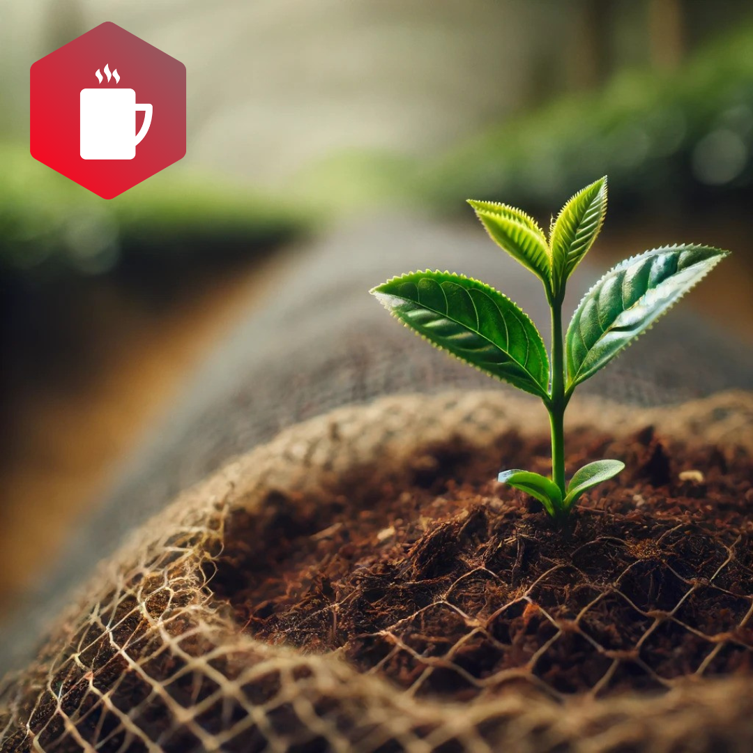 Tajemství pěstování čaje: Od semínka k šálku 🌱