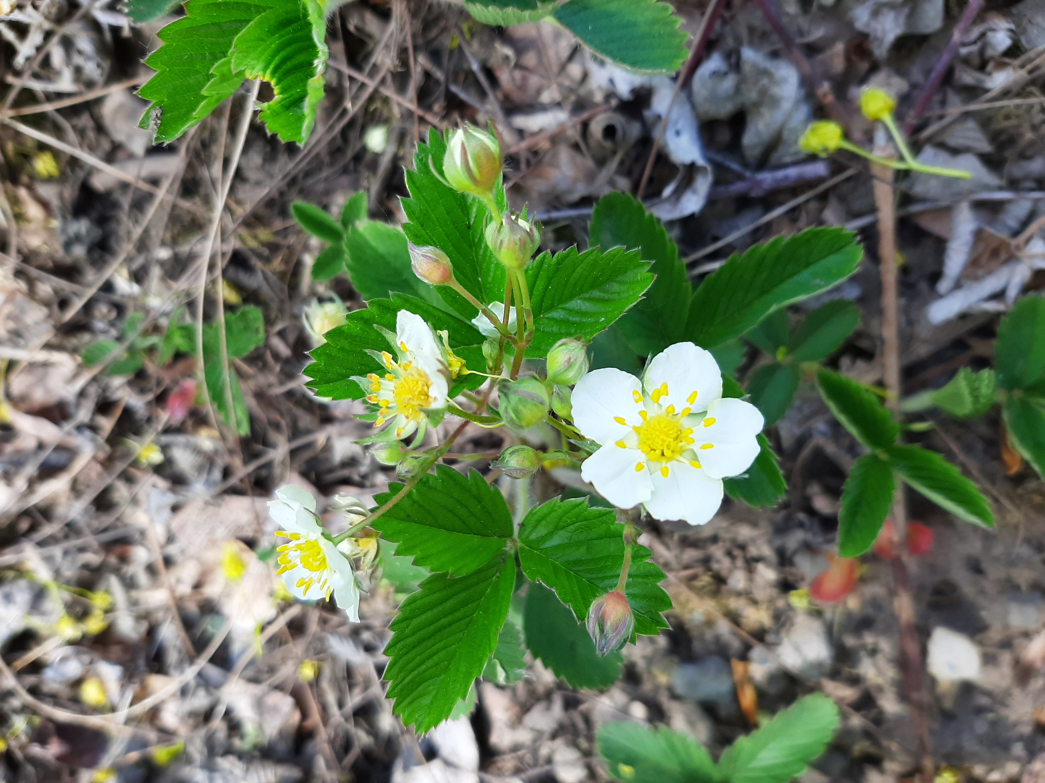 S jahodníkem člověk nechce náhražky. Chce do života opravdovou sladkost, potěšení, péči.