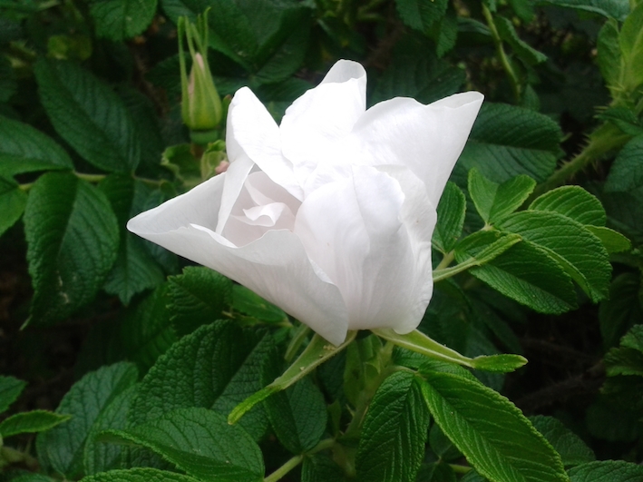 O dvou půlkách odpuštění