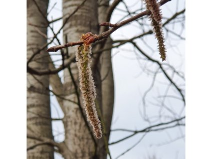 Osika foto