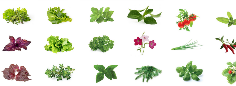 Cez 20 druhov byliniek, ovocia a zeleniny, to všetko vám ponúka Click and Grow