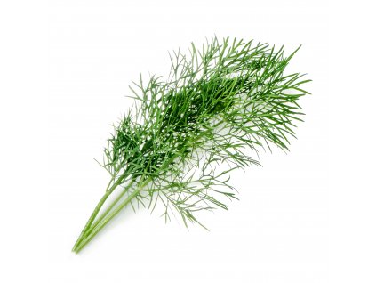Dill (Aneth)