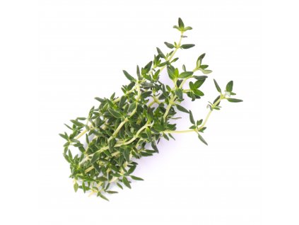 Thyme (Thyme)