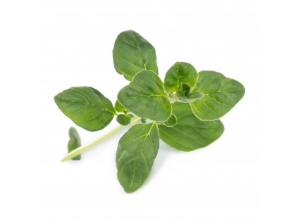 Oregano (Origan)