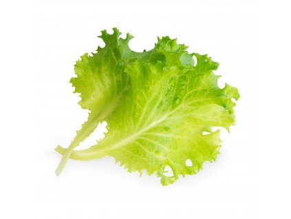 Butterhead lettuce (Laitue Batavia)