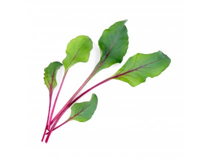 Beet greens (Pousses de Betterave)