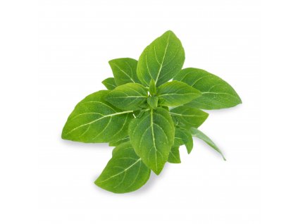 Dwarf basil (Basilic fin vert)