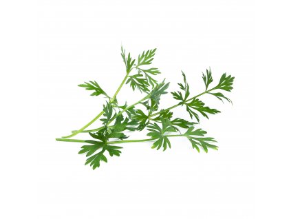 Caraway (cumin des pres)