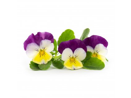 Yellow jump pansy (Pensée tricolore)