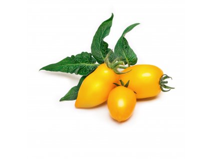 Mini yellow tomato (Mini tomate jaune)