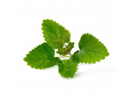 Lemon balm (Melisse)