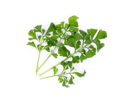 Garden Cress (Cresson)