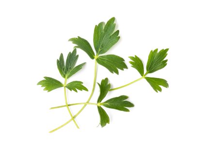 Lovage (livèche)