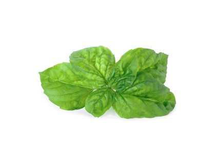Mammoth Basil