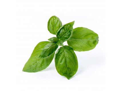 Sweet basil (Basilic Grand Vert)