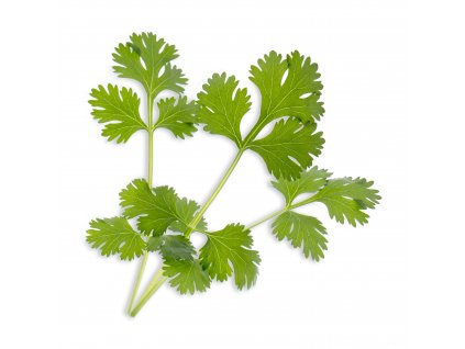 Cilantro (Coriandre)