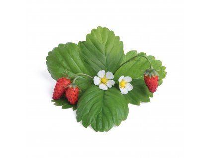 Red wild strawberry (Fraise des bois rouge)