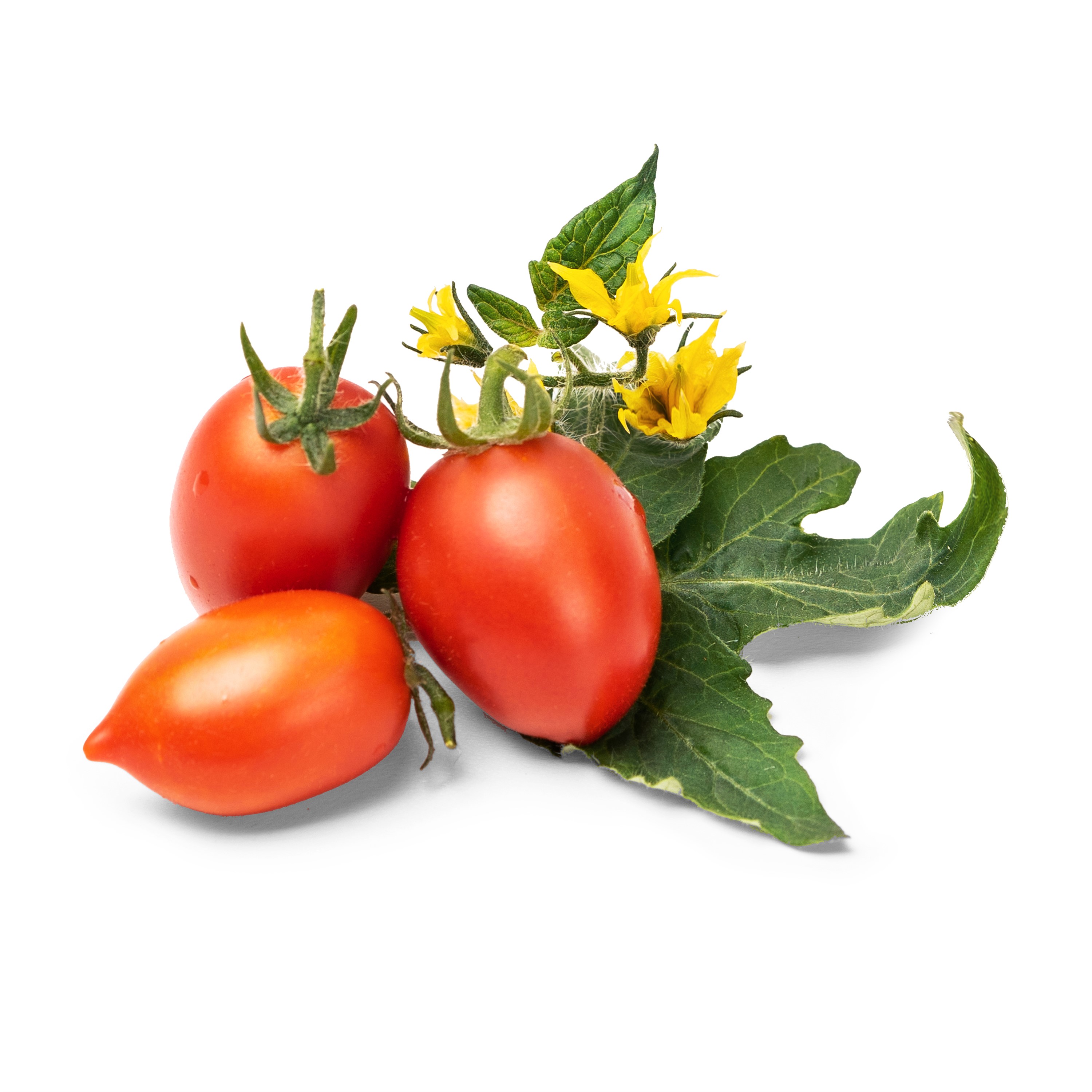 Véritable Lingot® Bio sadenice mini Paradajok