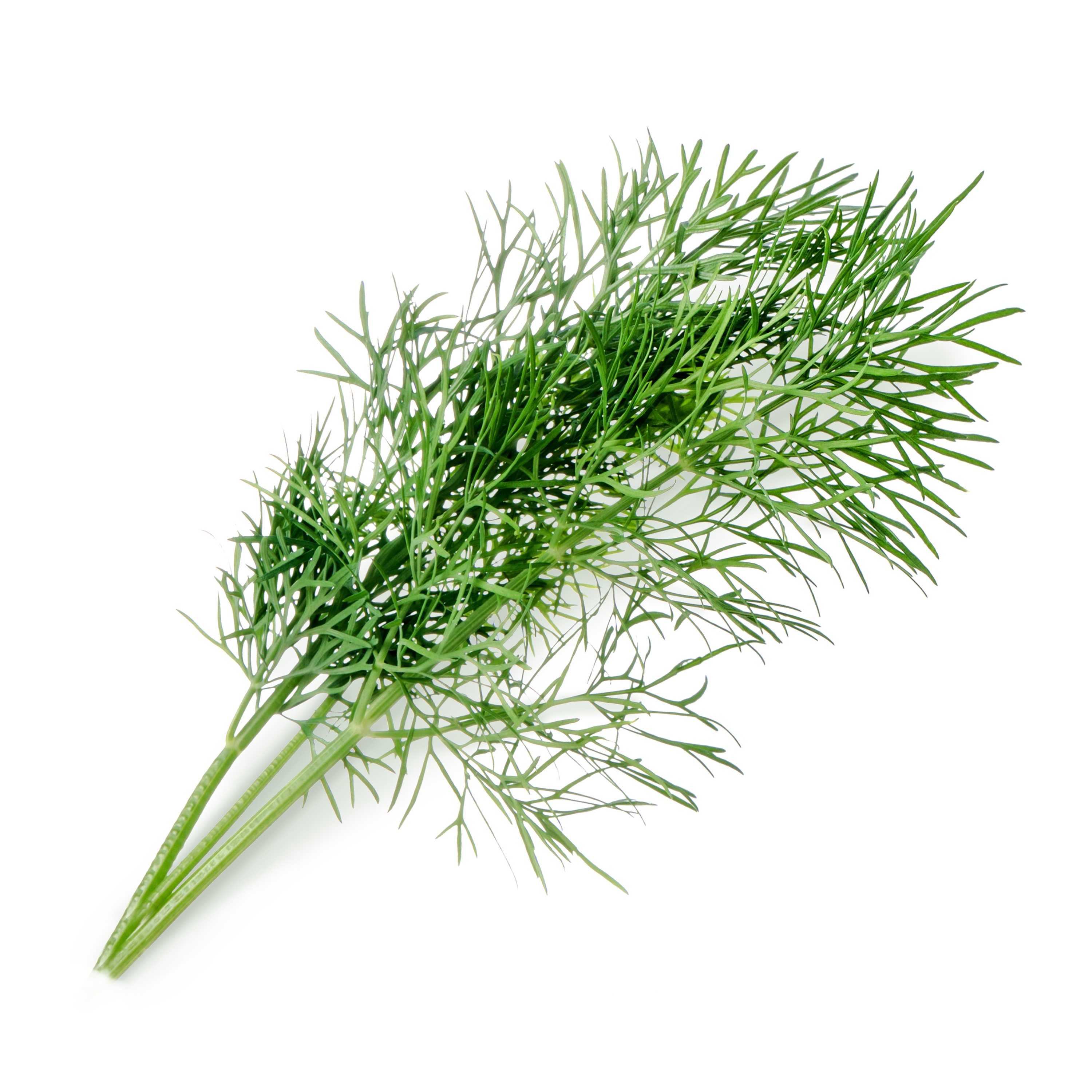 Véritable Lingot® Bio sadenice Kôpru