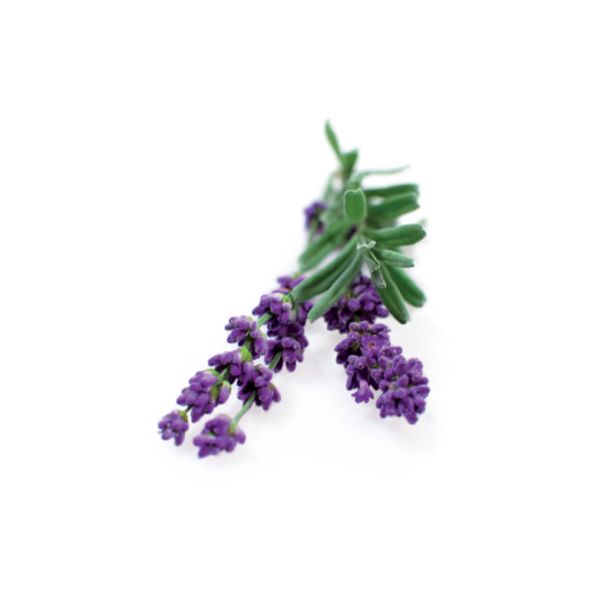 Click and Grow® sadenice Levanduľa 3ks
