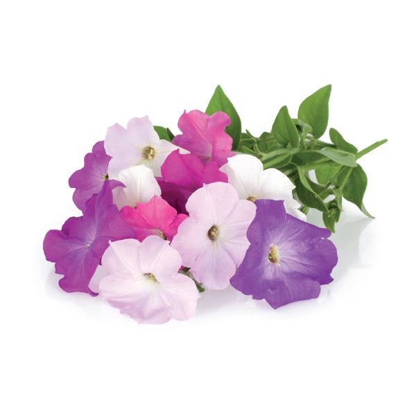 Click and Grow® sadenice Petúnie 3ks