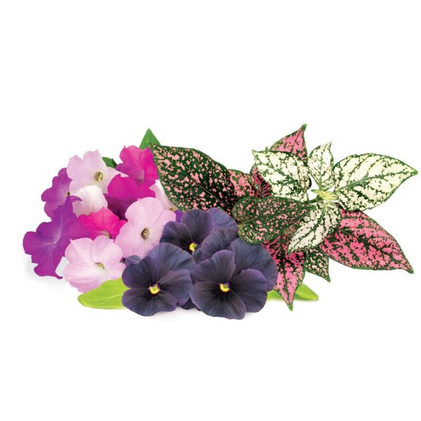 Click and Grow® sadenice Mix kvetov