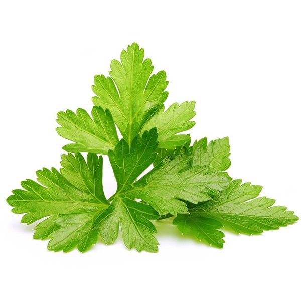 Click and Grow® sadenice Koriander 3ks