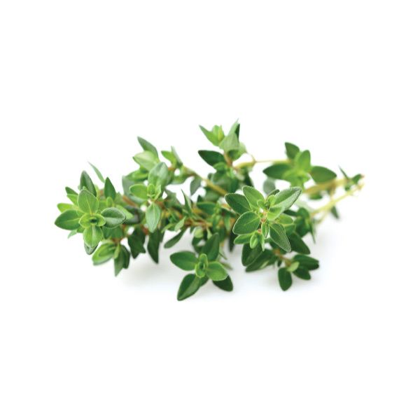 Click and Grow® sadenice Tymián 3ks