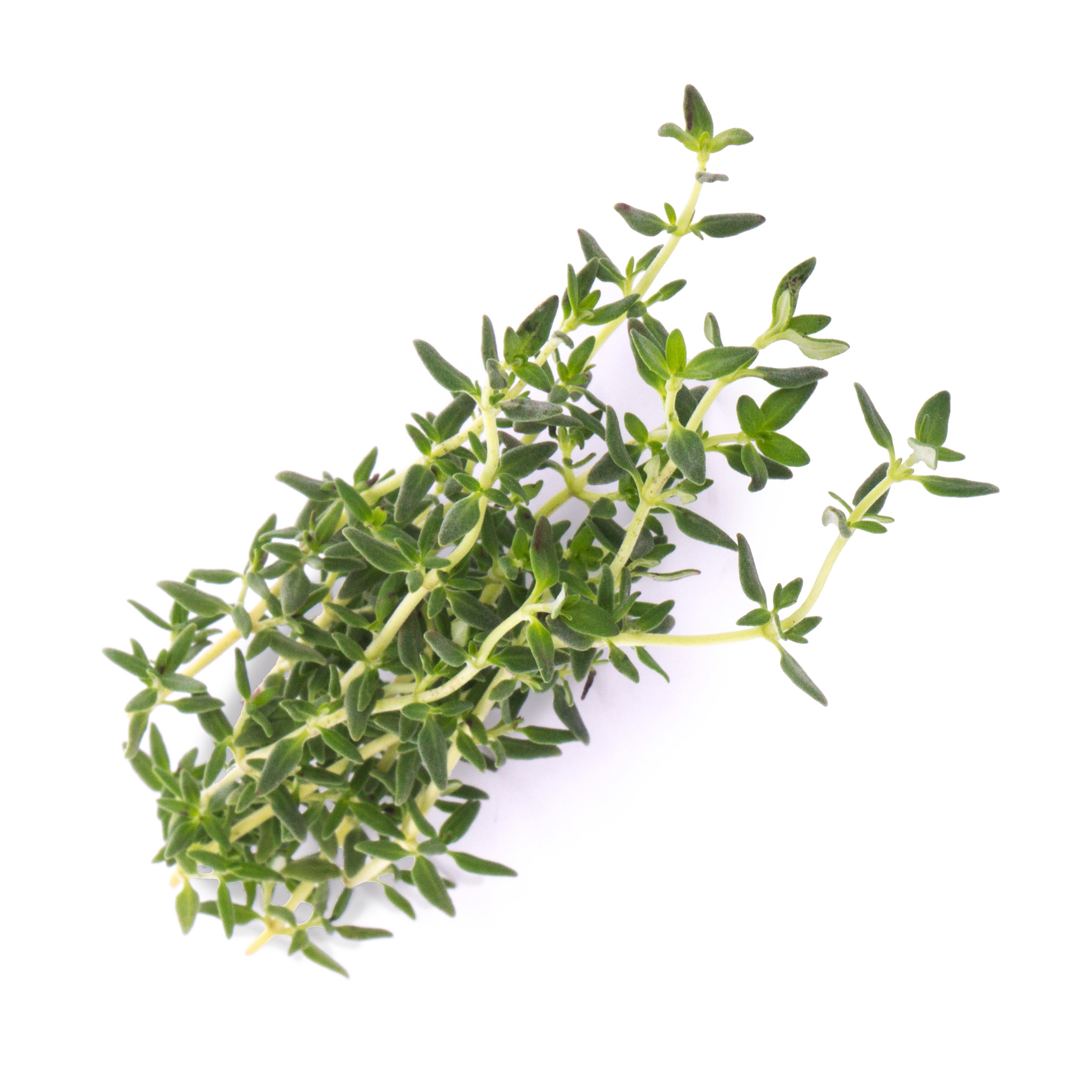 Véritable Lingot® Bio sadenice Tymiánu