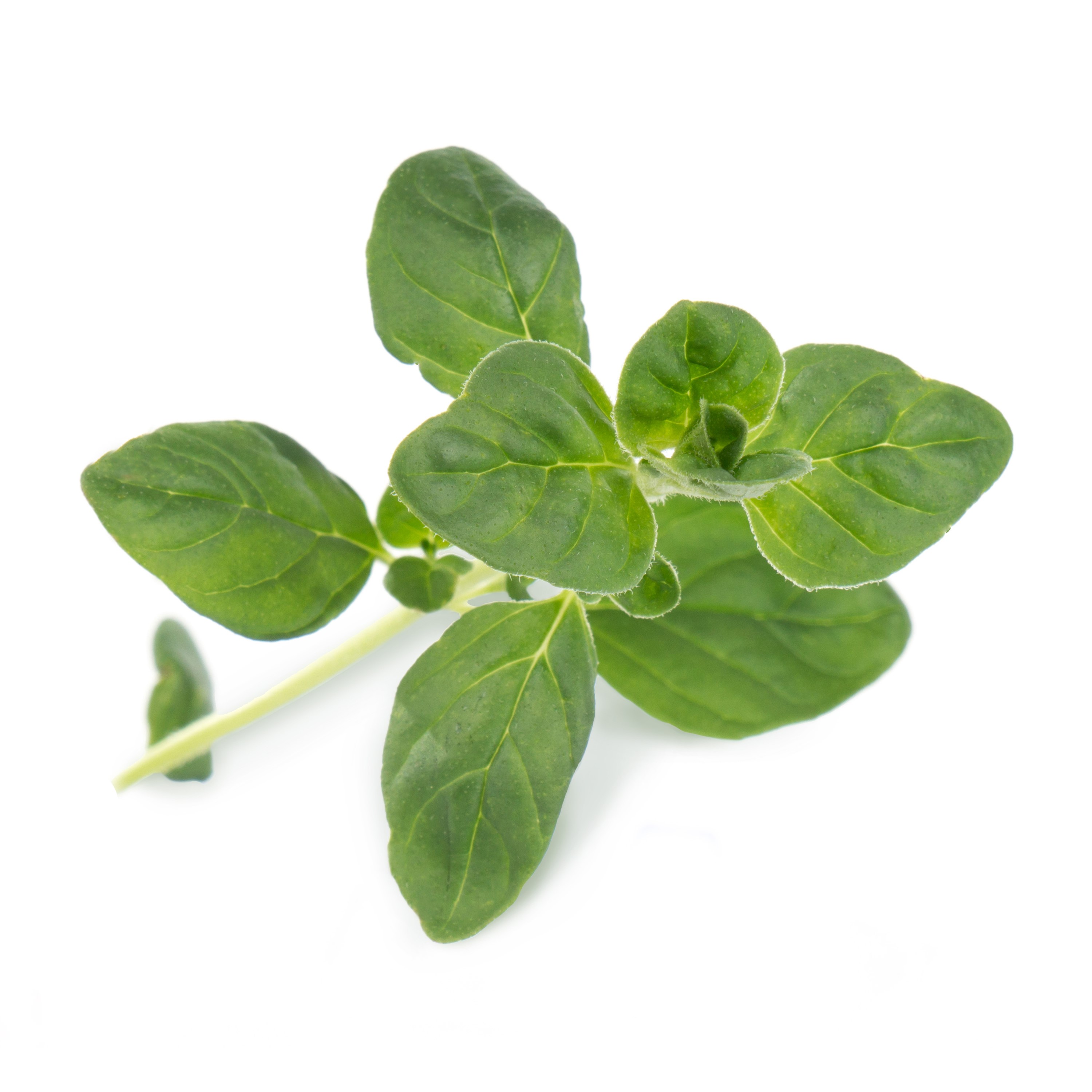 Véritable Lingot® Bio sadenice Oregana
