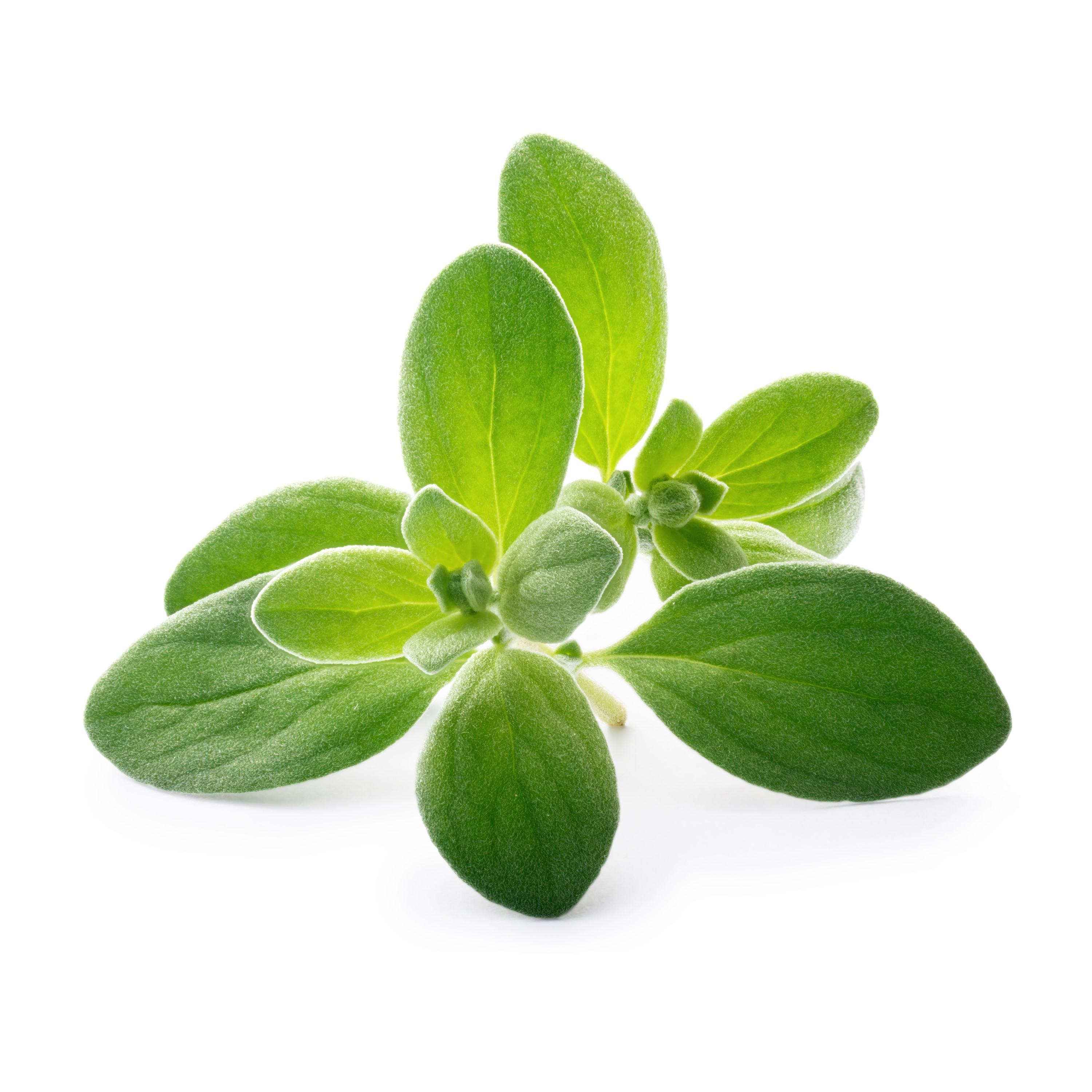 Véritable Lingot® Bio sadenice Majoránu