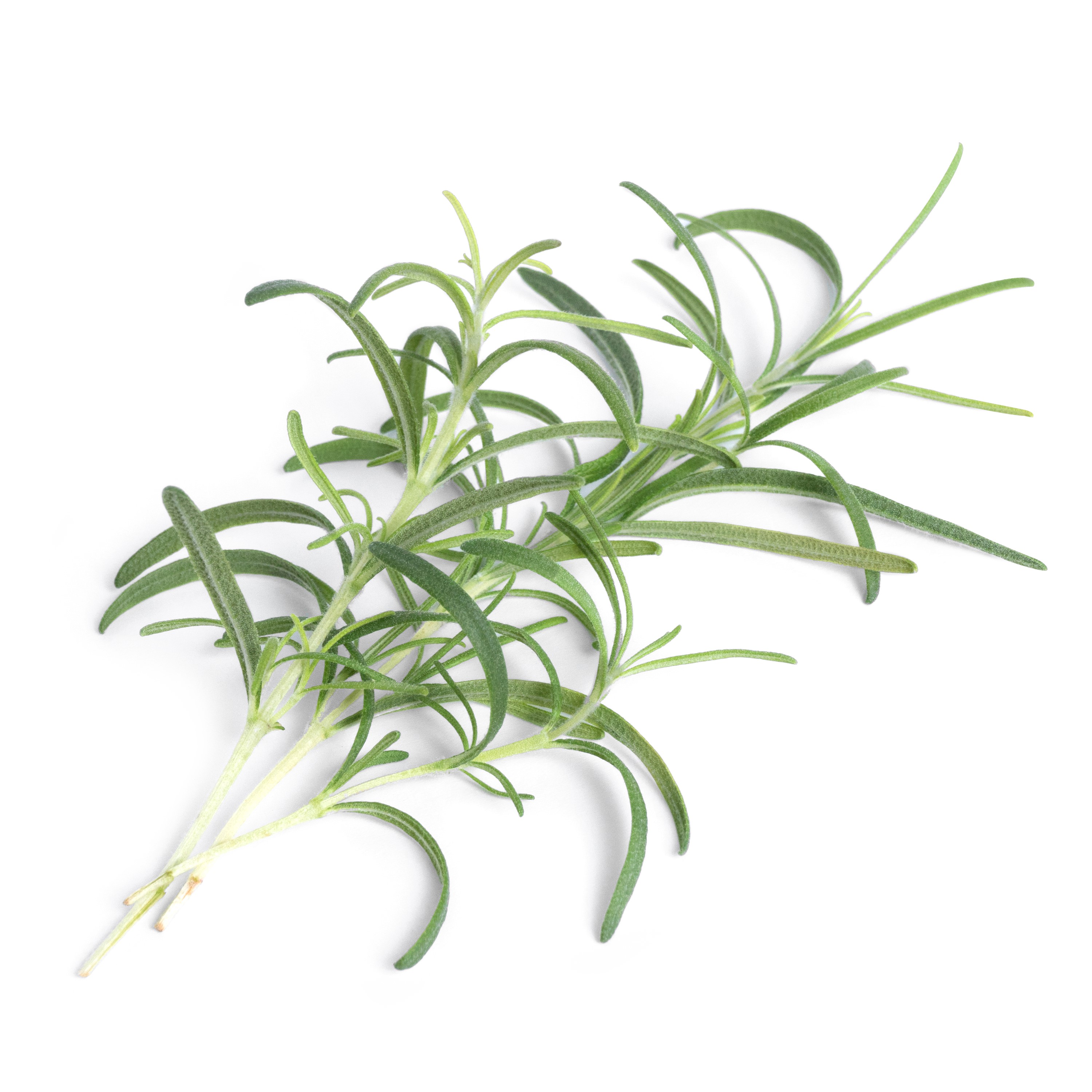Véritable Lingot® Bio sadenice Rozmarínu