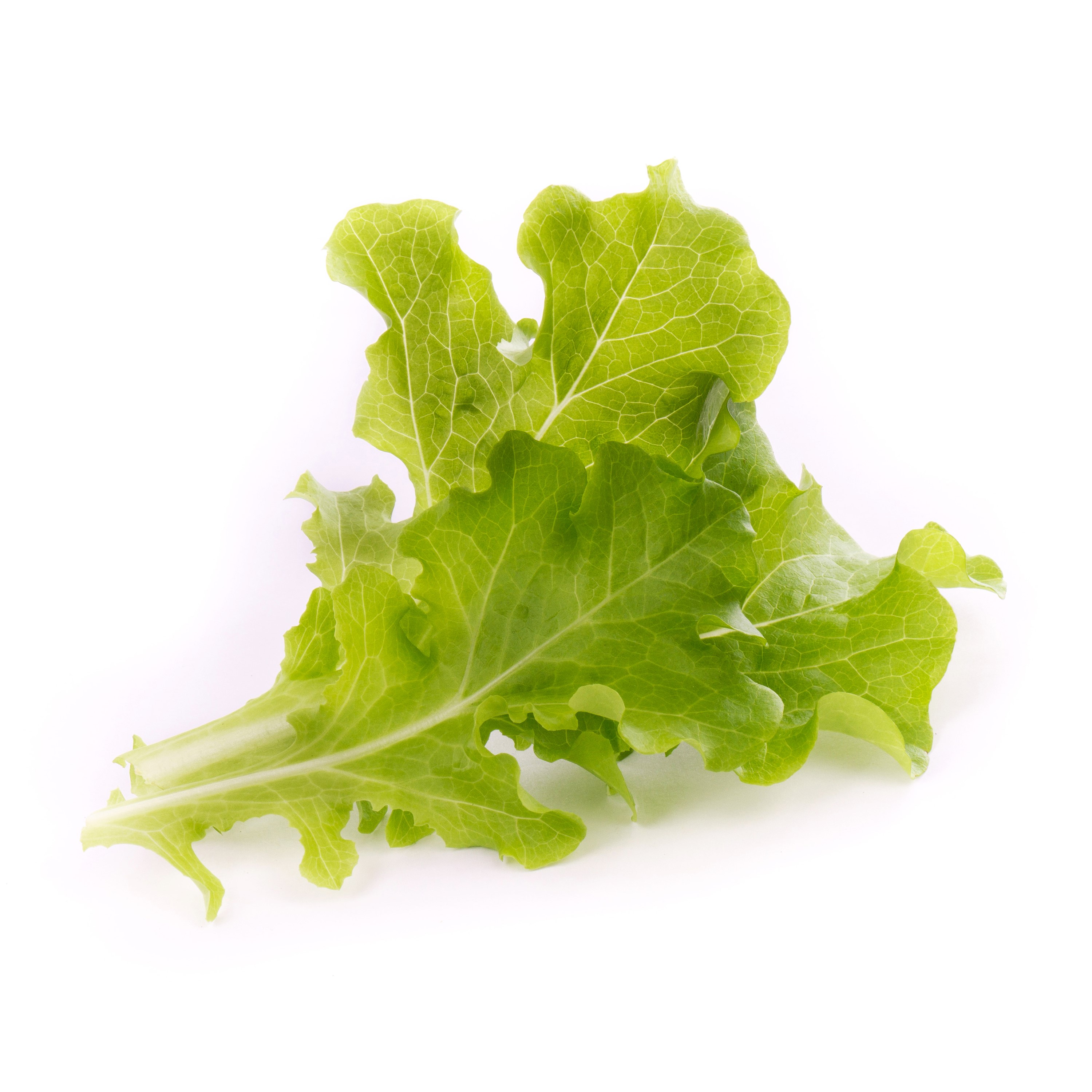 Véritable® BIO sadenice Dubový šalát
