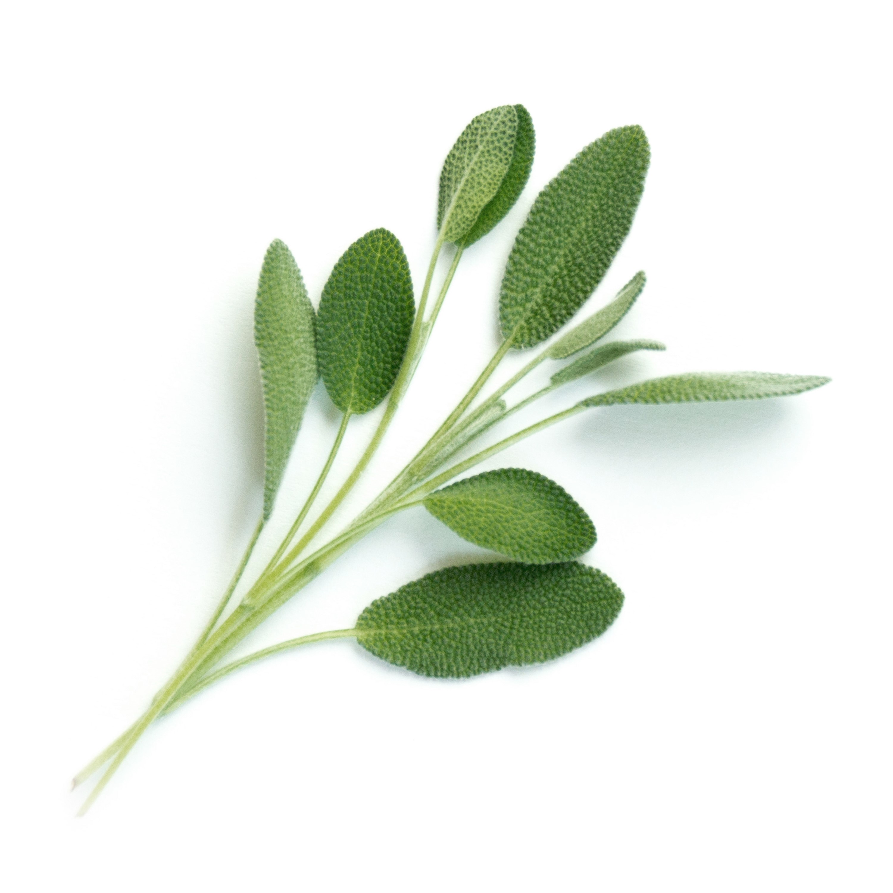 Véritable Lingot® Bio sadenice Šalvie