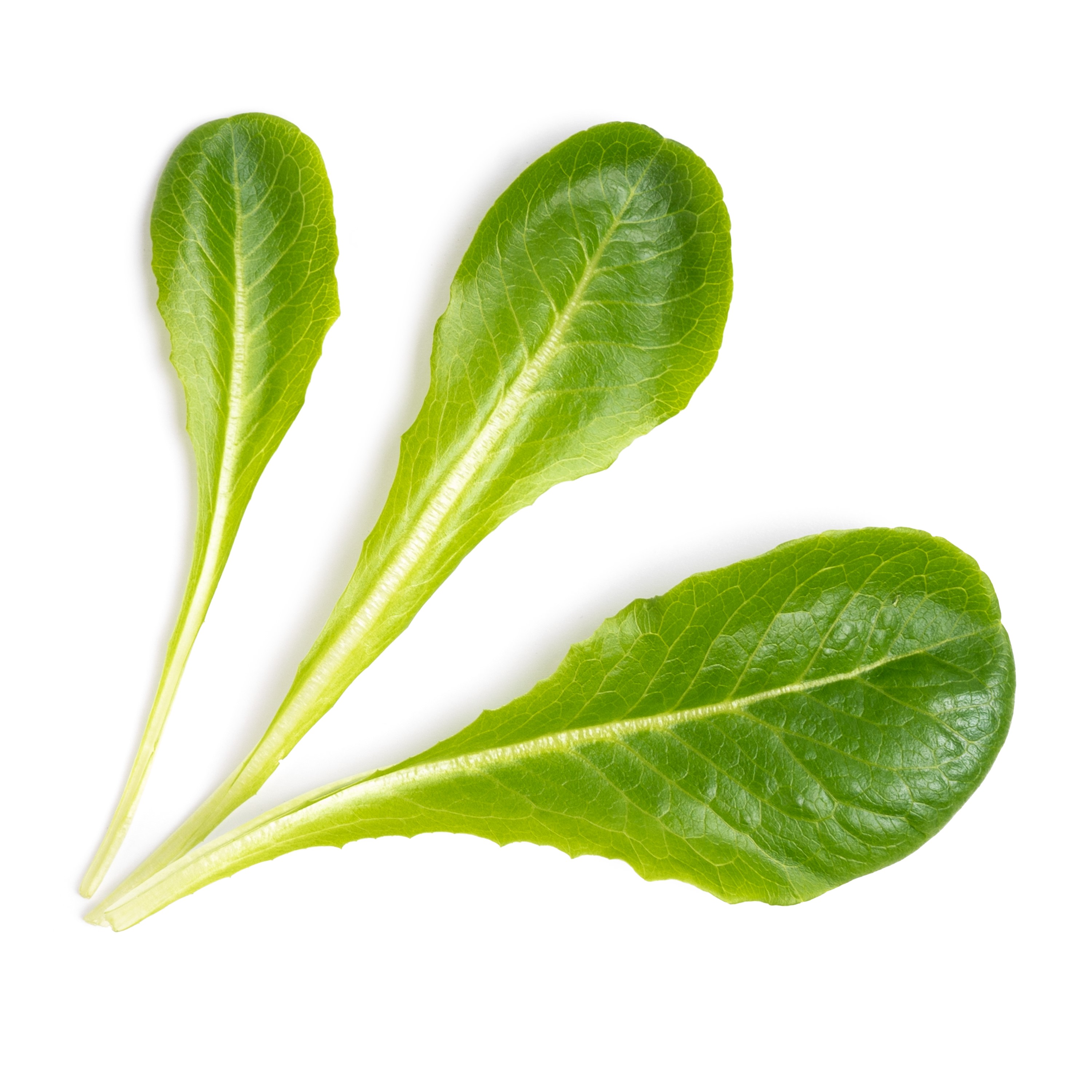 Véritable Lingot® Bio sadenice Rímskeho šalátu