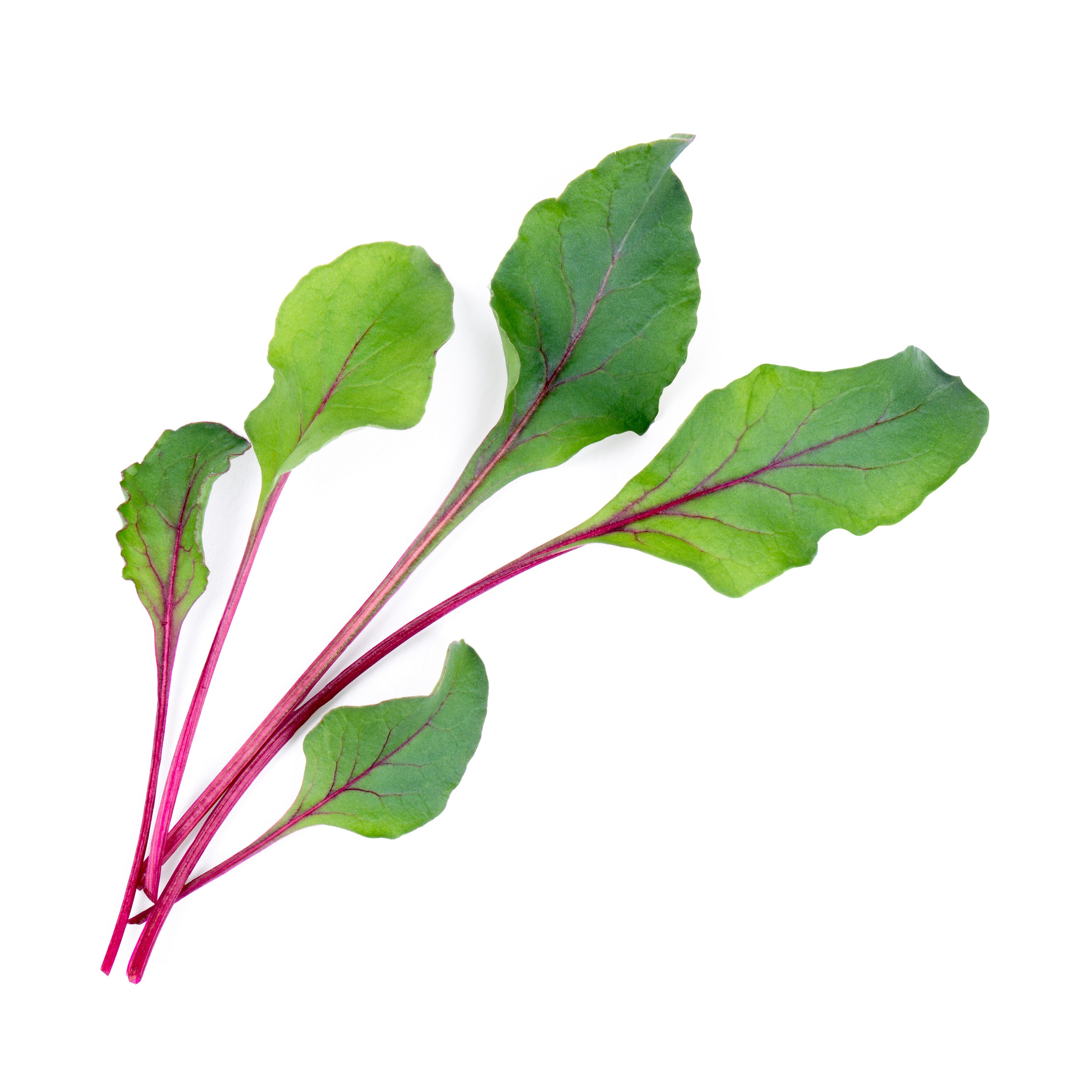 Véritable Lingot® Bio sadenice Listov červenej repy